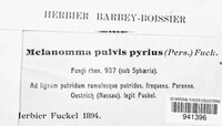 Melanomma pulvis-pyrius image